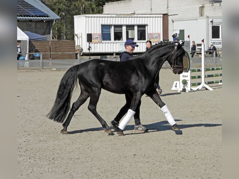 Deutsches Reitpony Hengst Rappe in Lanz