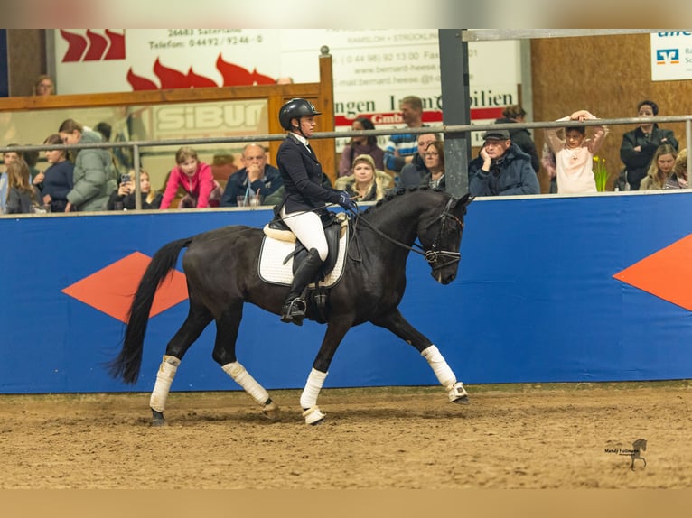 Deutsches Reitpony Hengst Rappe in Esens
