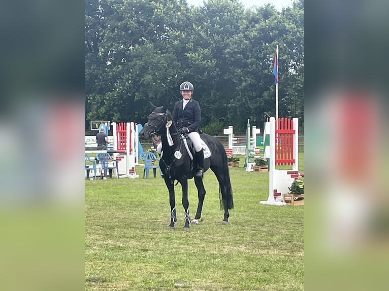 Deutsches Reitpony Hengst Rappe in Esens