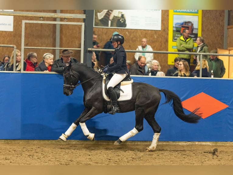 Deutsches Reitpony Hengst Rappe in Esens