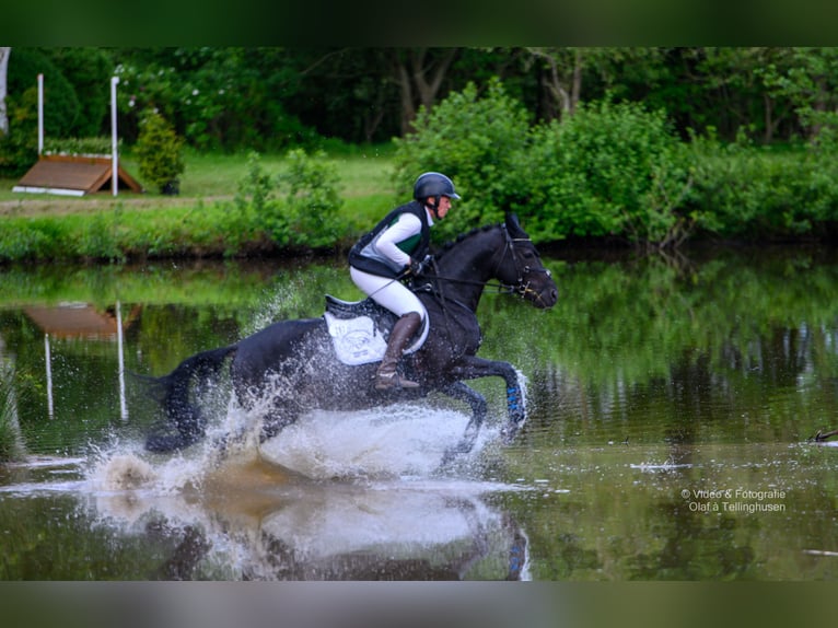 Deutsches Reitpony Hengst Rappe in Esens