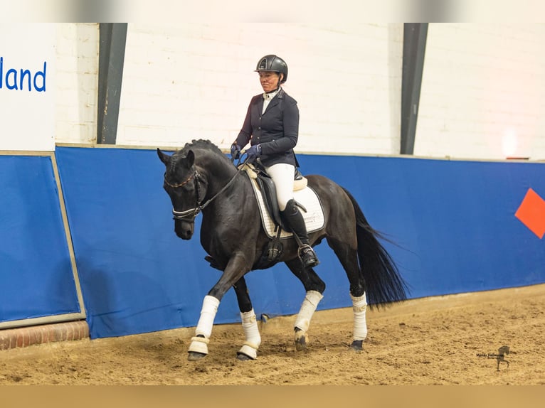 Deutsches Reitpony Hengst Rappe in Esens