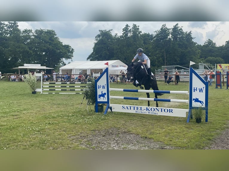 Deutsches Reitpony Hengst Rappe in Esens