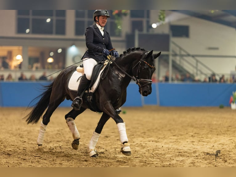 Deutsches Reitpony Hengst Rappe in Esens