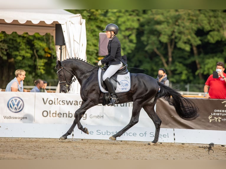 Deutsches Reitpony Hengst Rappe in Esens