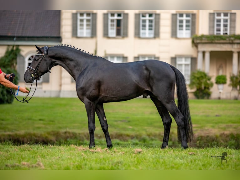 Deutsches Reitpony Hengst Rappe in Esens