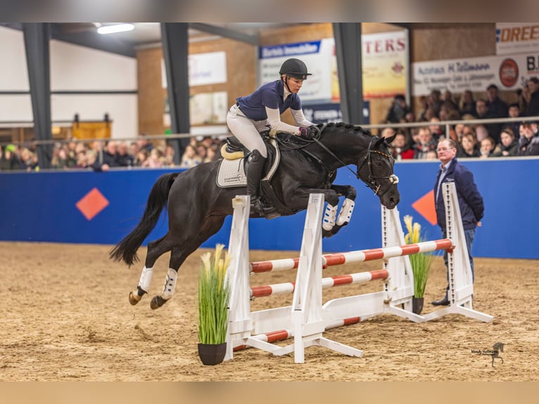 Deutsches Reitpony Hengst Rappe in Esens