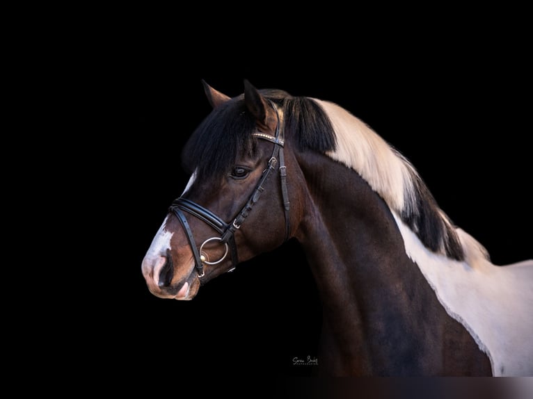 Deutsches Reitpony Hengst Schecke in Aukrug