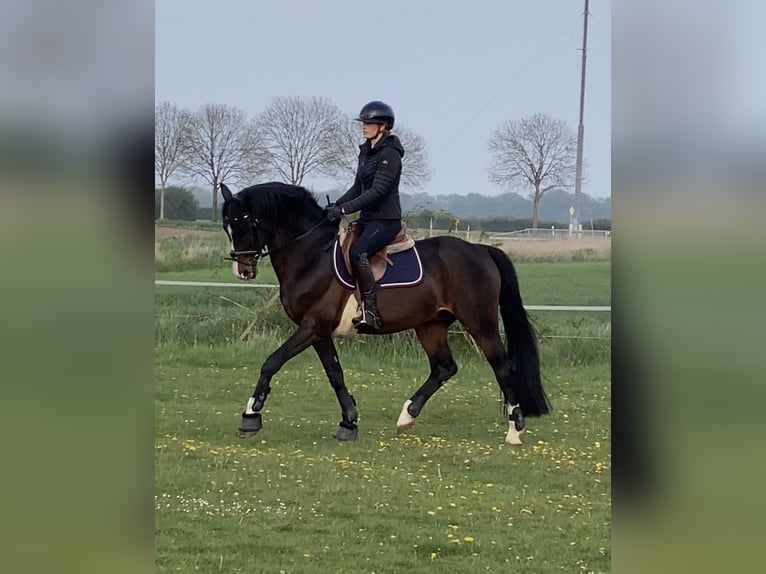 Deutsches Reitpony Hengst Schwarzbrauner in Achim