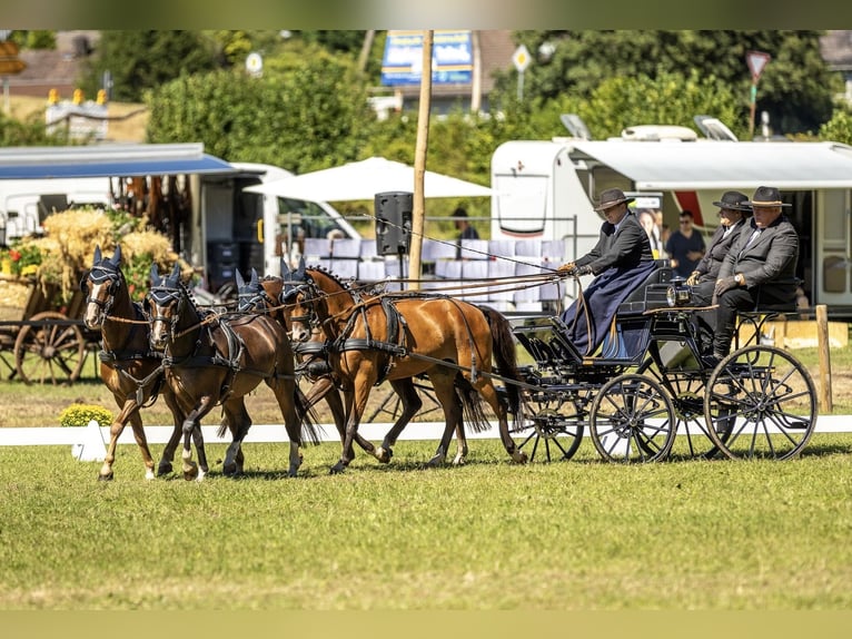 Deutsches Reitpony Stute 10 Jahre 134 cm Brauner in Wilnsdorf