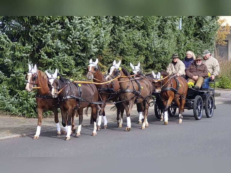 Deutsches Reitpony Stute 10 Jahre 134 cm Brauner in Wilnsdorf