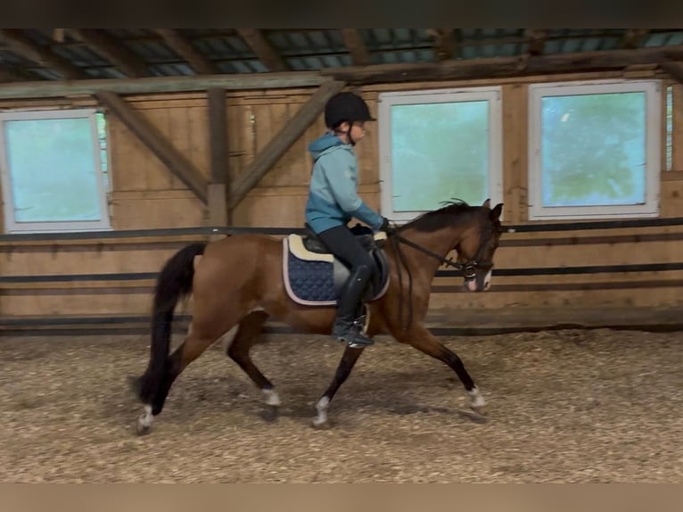 Deutsches Reitpony Stute 10 Jahre 134 cm Brauner in Wilnsdorf
