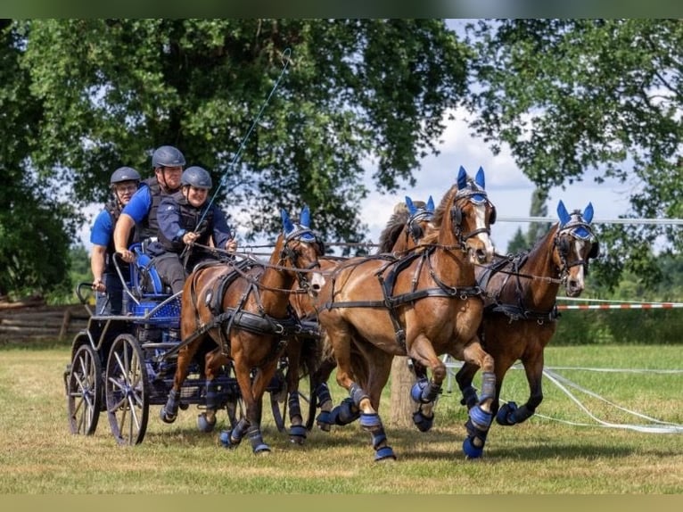 Deutsches Reitpony Stute 10 Jahre 134 cm Brauner in Wilnsdorf