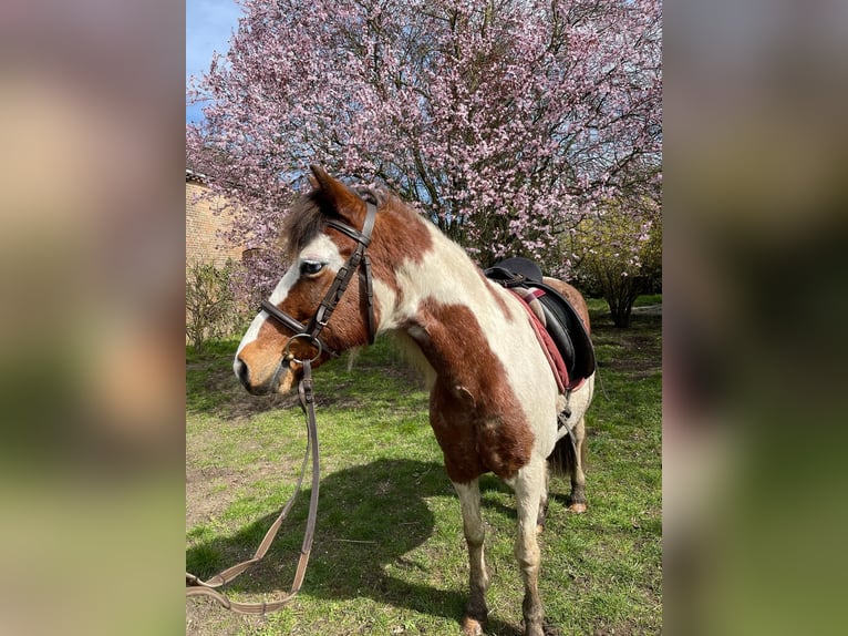Deutsches Reitpony Stute 10 Jahre 135 cm Schecke in Berlin