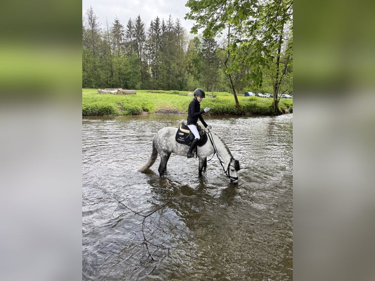 Deutsches Reitpony Stute 10 Jahre 137 cm Schimmel in Warburg