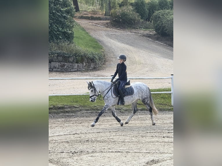 Deutsches Reitpony Stute 10 Jahre 137 cm Schimmel in Warburg