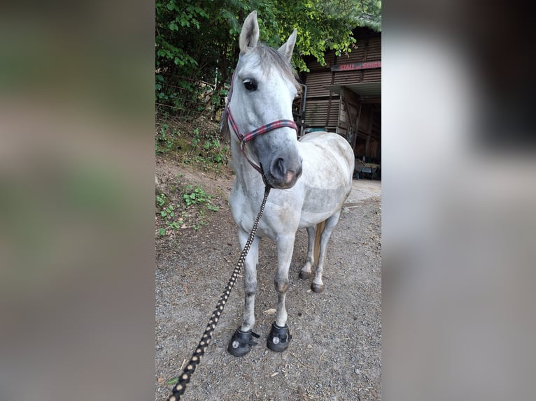 Deutsches Reitpony Mix Stute 10 Jahre 138 cm Apfelschimmel in Offenburg