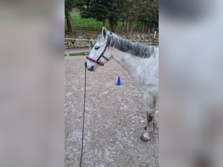 Deutsches Reitpony Mix Stute 10 Jahre 138 cm Apfelschimmel in Offenburg