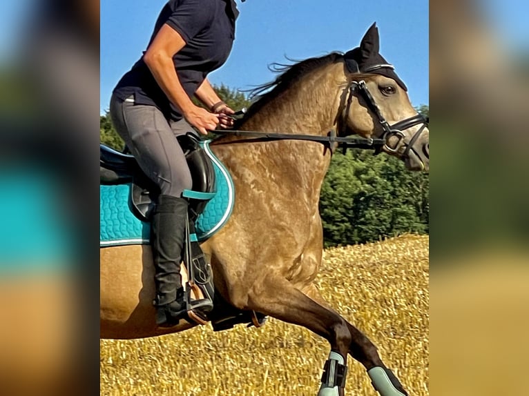 Deutsches Reitpony Stute 10 Jahre 138 cm Falbe in Bockelwitz