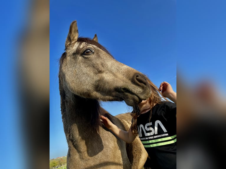 Deutsches Reitpony Stute 10 Jahre 138 cm Falbe in Bockelwitz