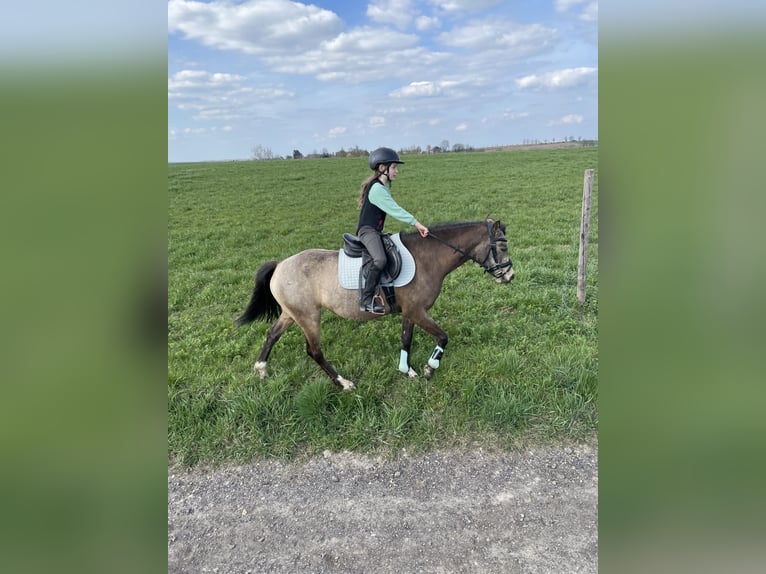 Deutsches Reitpony Stute 10 Jahre 138 cm Falbe in Bockelwitz