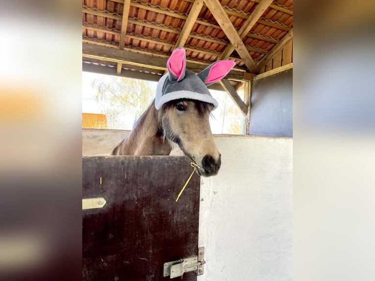 Deutsches Reitpony Stute 10 Jahre 138 cm Falbe in Bockelwitz