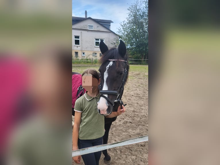Deutsches Reitpony Mix Stute 10 Jahre 138 cm Rappe in Hamburg