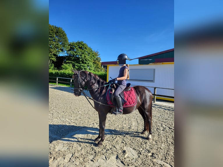 Deutsches Reitpony Mix Stute 10 Jahre 138 cm Rappe in Hamburg