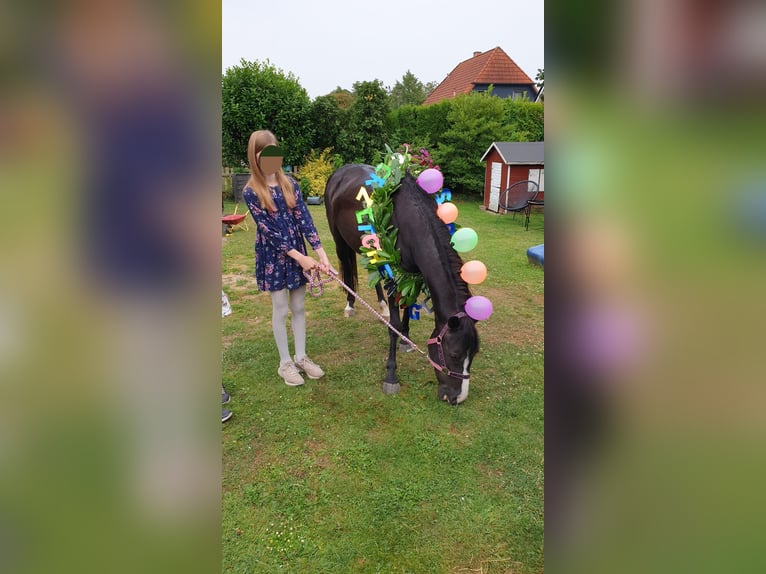 Deutsches Reitpony Mix Stute 10 Jahre 138 cm Rappe in Hamburg