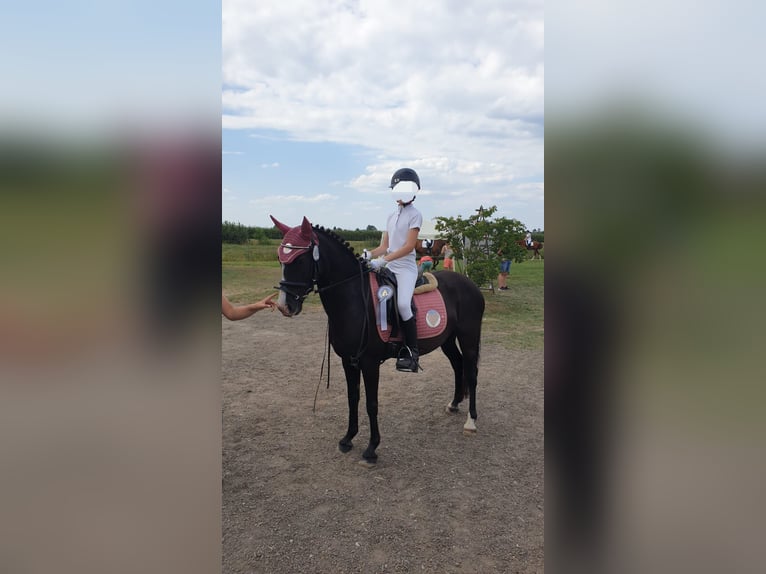 Deutsches Reitpony Mix Stute 10 Jahre 138 cm Rappe in Hamburg