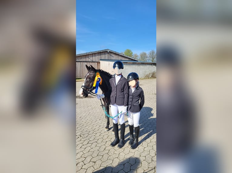 Deutsches Reitpony Mix Stute 10 Jahre 138 cm Rappe in Hamburg