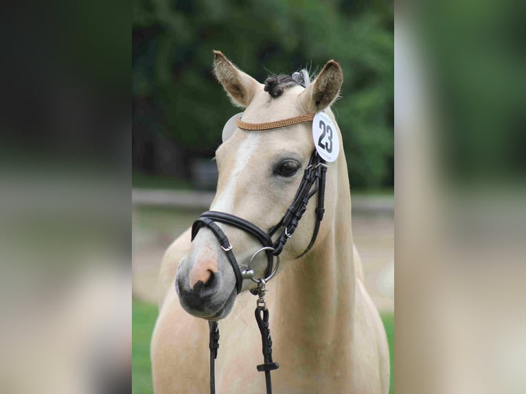 Deutsches Reitpony Stute 10 Jahre 139 cm Falbe in Floß