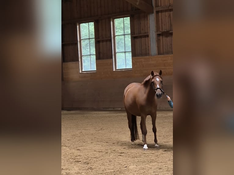 Deutsches Reitpony Stute 10 Jahre 140 cm in Aalen