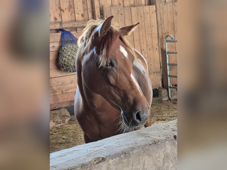 Deutsches Reitpony Stute 10 Jahre 140 cm in Aalen