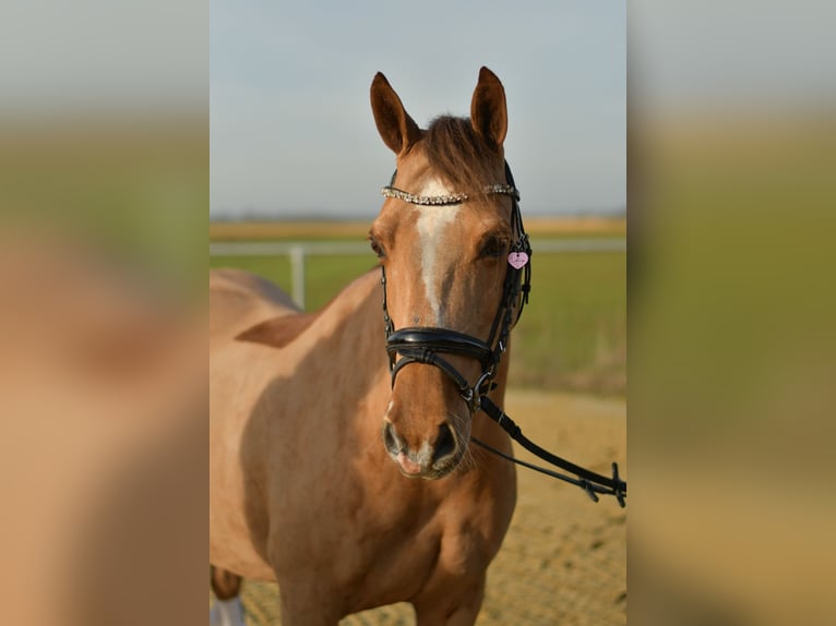 Deutsches Reitpony Stute 10 Jahre 140 cm Fuchs in Geilenkirchen
