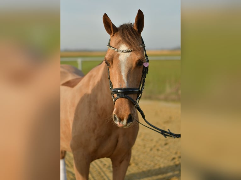 Deutsches Reitpony Stute 10 Jahre 140 cm Fuchs in Geilenkirchen