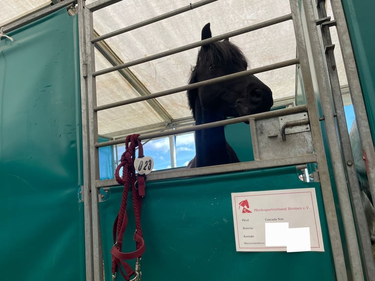 Deutsches Reitpony Stute 10 Jahre 140 cm Rappe in Bremen