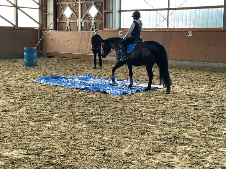 Deutsches Reitpony Stute 10 Jahre 140 cm Rappe in Bremen