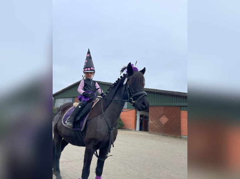 Deutsches Reitpony Stute 10 Jahre 140 cm Rappe in Bremen