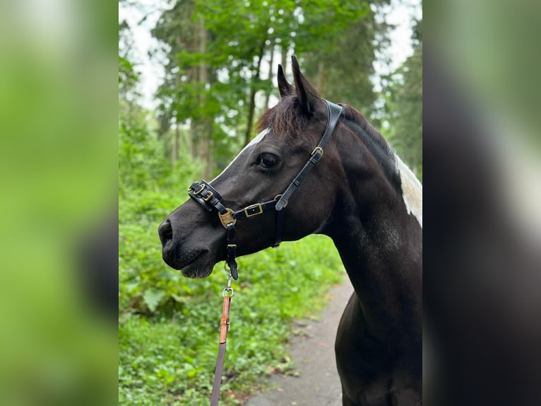 Deutsches Reitpony Stute 10 Jahre 140 cm Schecke in Aachen