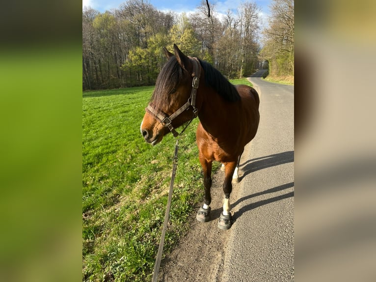 Deutsches Reitpony Mix Stute 10 Jahre 142 cm Brauner in Ruppichteroth Deutsches Reitpony Mix Stute 10 Jahre 142 cm Brauner in Ruppichteroth
