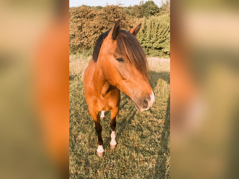 Deutsches Reitpony Mix Stute 10 Jahre 142 cm Brauner in Ruppichteroth Deutsches Reitpony Mix Stute 10 Jahre 142 cm Brauner in Ruppichteroth