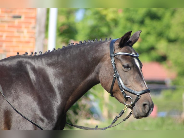 Deutsches Reitpony Stute 10 Jahre 142 cm Dunkelbrauner in Stendal Deutsches Reitpony Stute 10 Jahre 142 cm Dunkelbrauner in Stendal