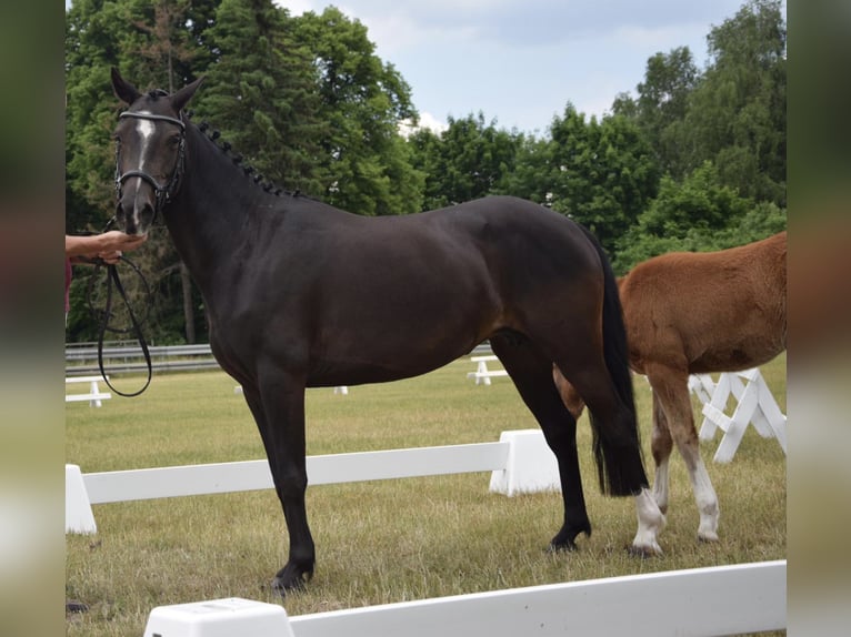 Deutsches Reitpony Stute 10 Jahre 142 cm Dunkelbrauner in Stendal Deutsches Reitpony Stute 10 Jahre 142 cm Dunkelbrauner in Stendal