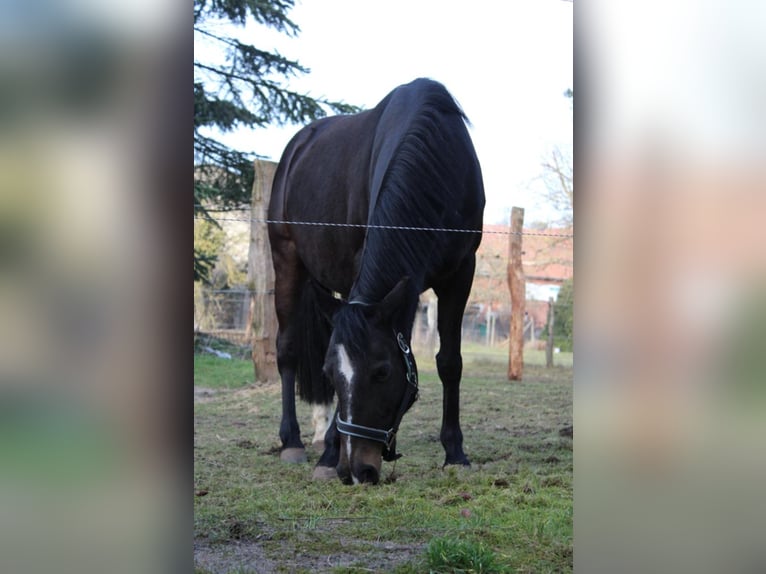 Deutsches Reitpony Stute 10 Jahre 142 cm Dunkelbrauner in Stendal Deutsches Reitpony Stute 10 Jahre 142 cm Dunkelbrauner in Stendal