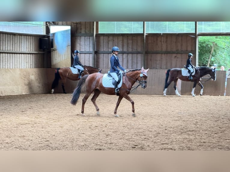Deutsches Reitpony Stute 10 Jahre 142 cm Fuchs in Gräfelfing