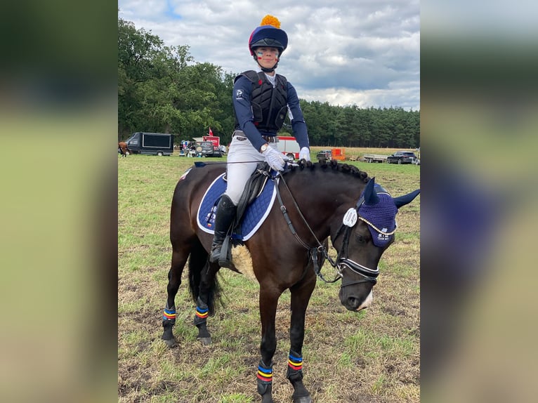 Deutsches Reitpony Stute 10 Jahre 142 cm Rappe in Tessin