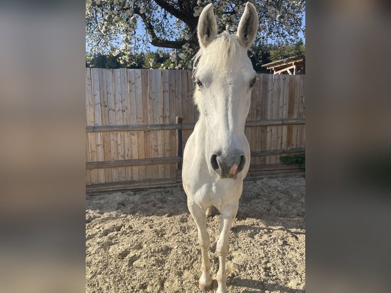 Deutsches Reitpony Stute 10 Jahre 142 cm Schimmel in Finnentrop