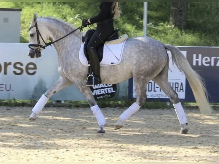 Deutsches Reitpony Stute 10 Jahre 142 cm Schimmel in Finnentrop
