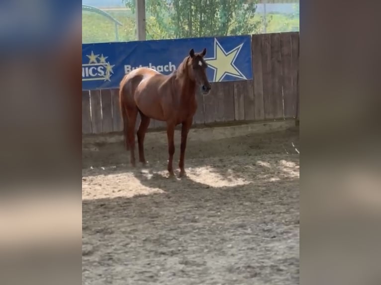 Deutsches Reitpony Stute 10 Jahre 143 cm Fuchs in Butzbach
